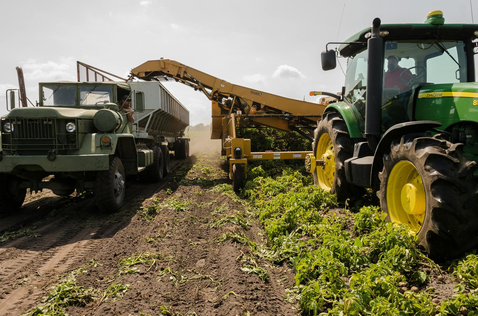 A tractor and truck collaborate in harvesting crops on a sunny farm field.